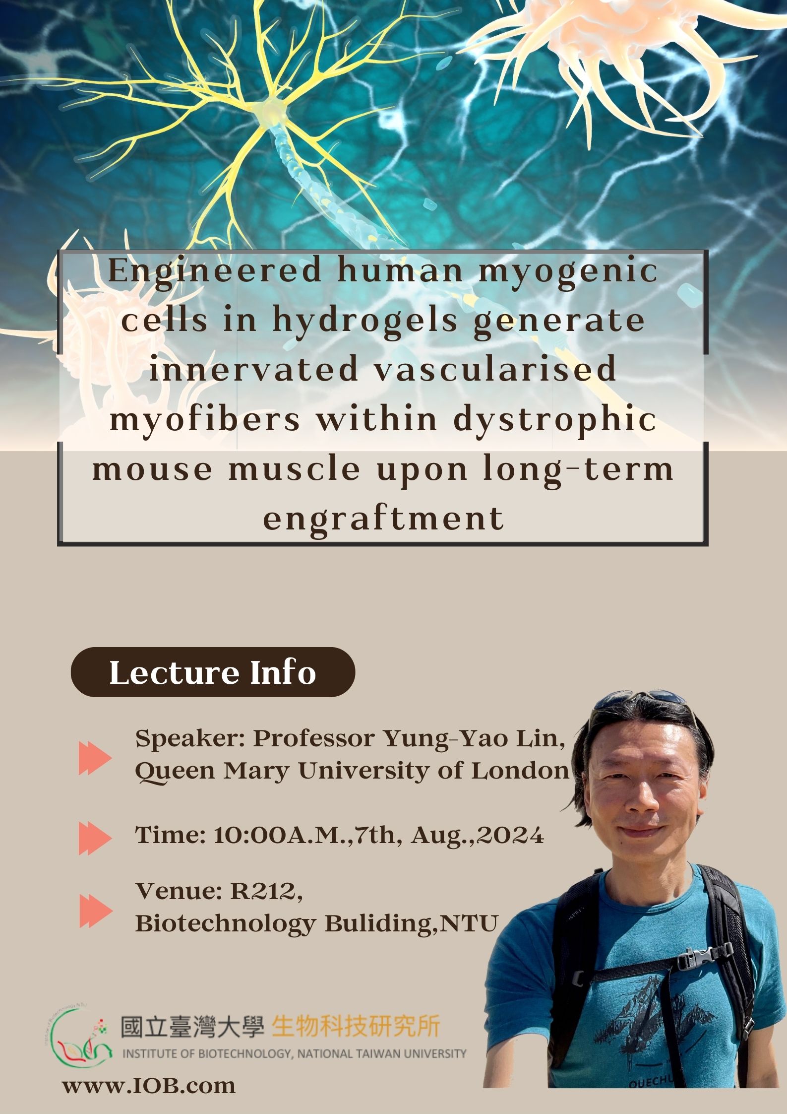 Engineered human myogenic cells in hydrogels generate innervated vascularised myofibers within dystrophic mouse muscle upon long-term engraftment